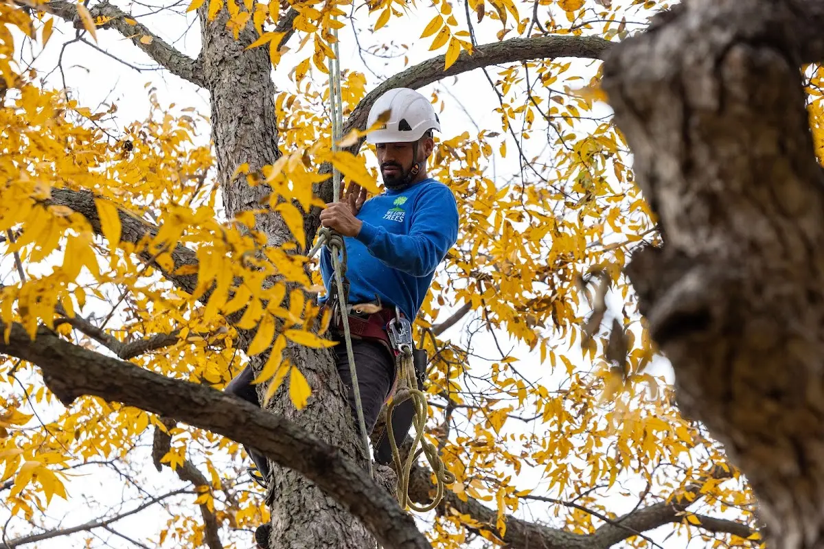 Skilled Tree Planing crew working in Windsor